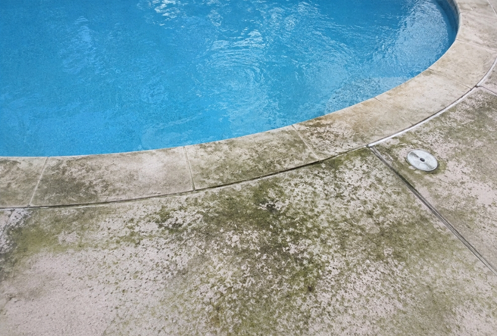 algae on pool deck